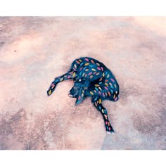 Sleeping Goat-From the series A Myth of Two Souls